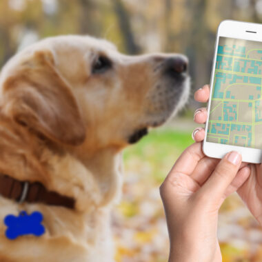 How Grooming Impacts Your Pet’s Health and Happiness