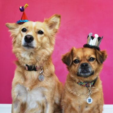 How Grooming Impacts Your Pet’s Health and Happiness